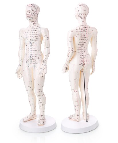 20-Female-Human-Acupuncture-Model-with-Acupoints-and-Meridians-High-Detail-Engraved-Color-Coded-Markings-Shatter-Proof-Vinyl-Removable-Base-0