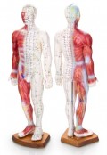 22-Human-Acupuncture-Point-and-Muscle-Male-Model-with-great-details-and-color-coded-meridians-This-model-is-engraved-with-more-than-360-acupuncture-points-plus-detailed-contoured-muscles-and-blood-ves-0